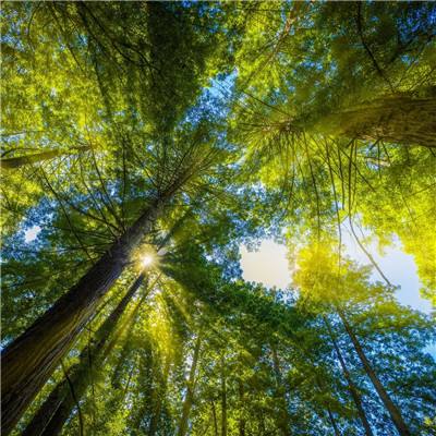幻灵物语最新版下载